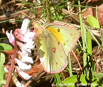 Orange Sulphur (Colias eurytheme)