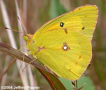 Orange Sulphur (Colias eurytheme)