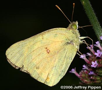 Orange Sulphur (Colias eurytheme)