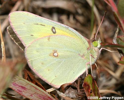 Orange Sulphur (Colias eurytheme)