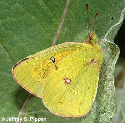 Orange Sulphur (Colias eurytheme)