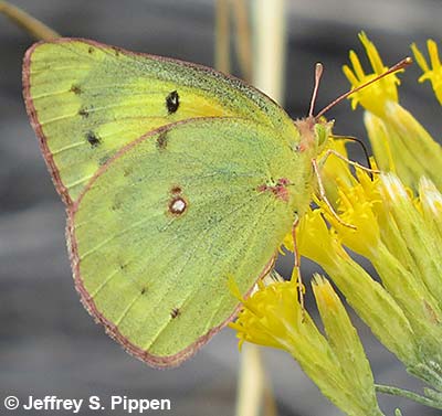 Orange Sulphur (Colias eurytheme)