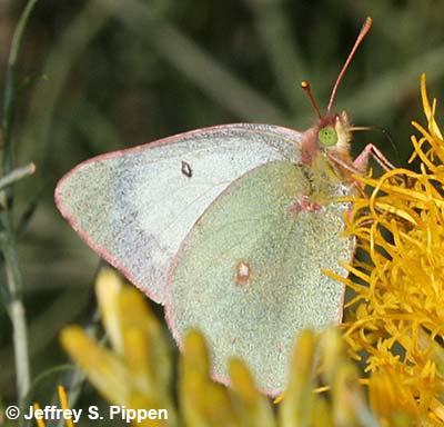 Orange Sulphur (Colias eurytheme)
