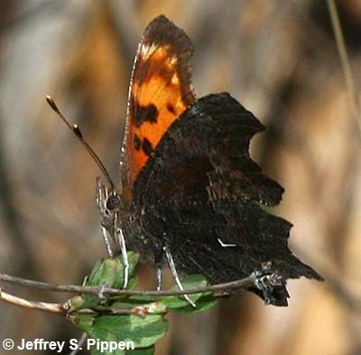 Oreas Comma (Polygonia  oreas threatfuli)