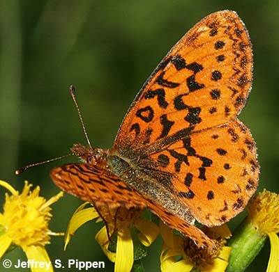 Pacific Fritillary (Boloria epithore)