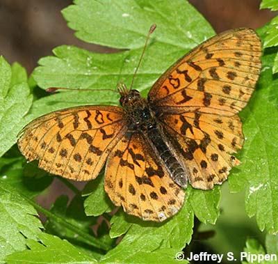 Pacific Fritillary (Boloria epithore)