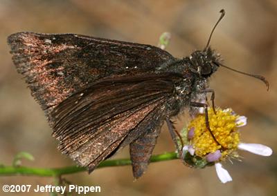 Pacuvius Duskywing (Erynnis pacuvius)