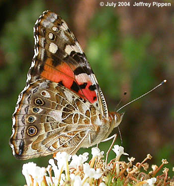 Painted Lady (Vanessa cardui)
