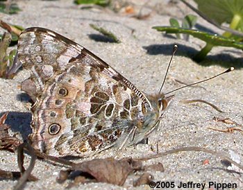 Painted Lady (Vanessa cardui)
