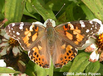 Painted Lady (Vanessa cardui)