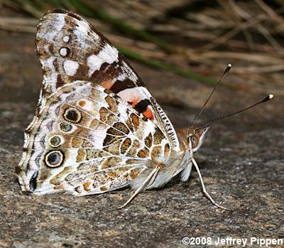 Painted Lady (Vanessa cardui)