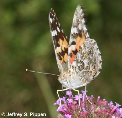 Painted Lady (Vanessa cardui