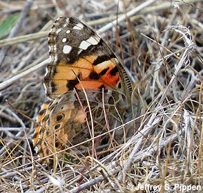 Painted Lady (Vanessa cardui)