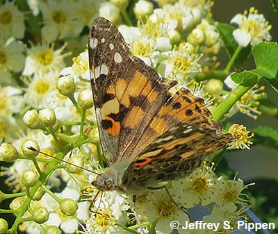 Painted Lady (Vanessa cardui)