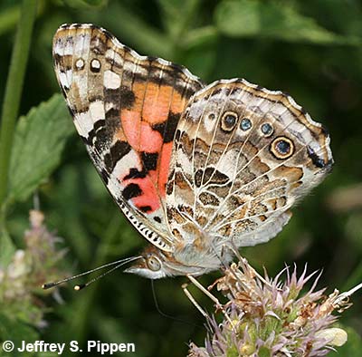 Painted Lady (Vanessa cardui)