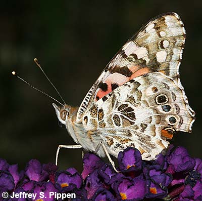Painted Lady (Vanessa cardui)