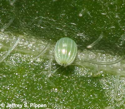 Painted Lady (Vanessa cardui) egg