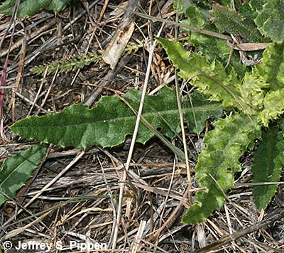 Painted Lady (Vanessa cardui) egg