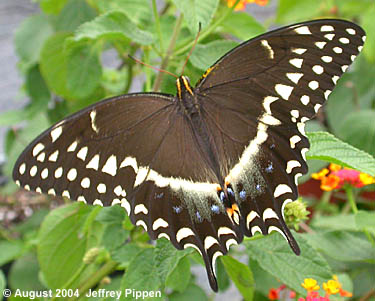 Palamedes Swallowtail (Papilio palamedes)