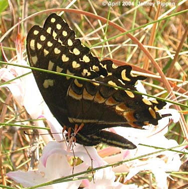 Palamedes Swallowtail (Papilio palamedes)