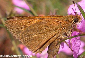 Palatka Skipper (Euphyes pilatka)