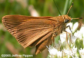 Palatka Skipper (Euphyes pilatka)