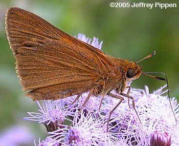 Palatka Skipper (Euphyes pilatka)