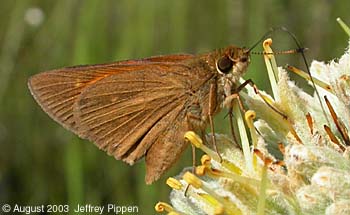 Palatka Skipper