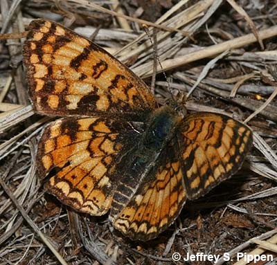 Pale Crescent (Phyciodes pallida)