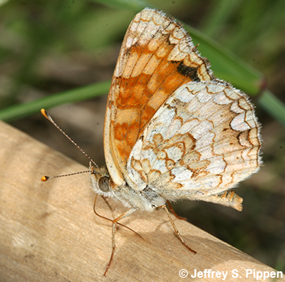 Pale Crescent (Phyciodes pallida)