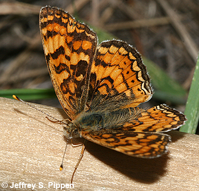 Pale Crescent (Phyciodes pallida)