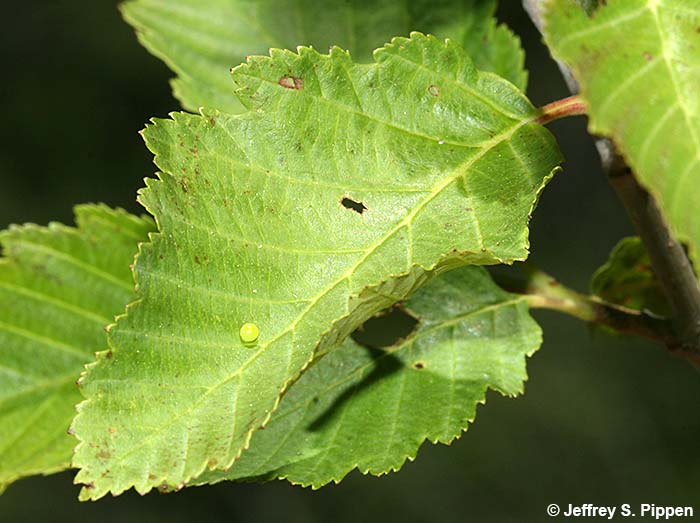 Pale Swallowtail (Pterourus eurymedon), egg