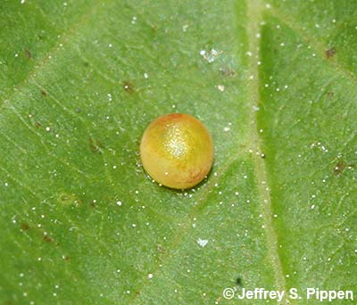 Pale Swallowtail (Pterourus eurymedon) egg