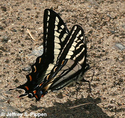 Pale Swallowtail (Pterourus eurymedon)