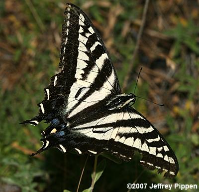 Pale Swallowtail (Pterourus eurymedon)