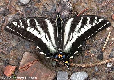 Pale Swallowtail (Pterourus eurymedon)