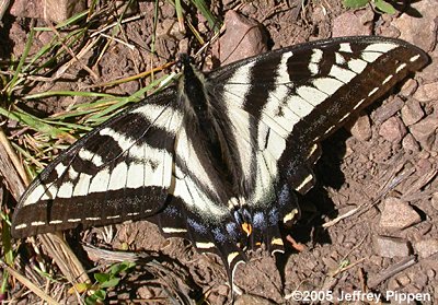 Pale Swallowtail (Pterourus eurymedon)