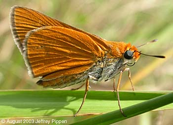 Palmetto Skipper (Euphyes arpa)