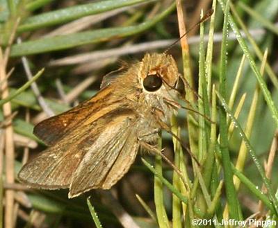 Obscure Skipper (Panoquina panoquinoides)