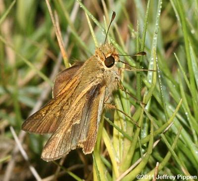 Obscure Skipper (Panoquina panoquinoides)