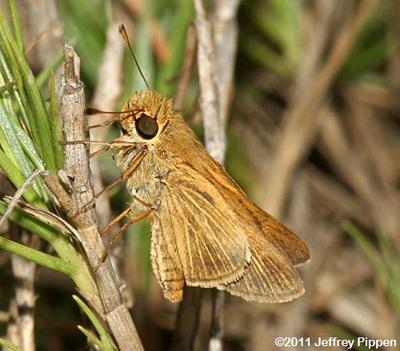 Obscure Skipper (Panoquina panoquinoides)