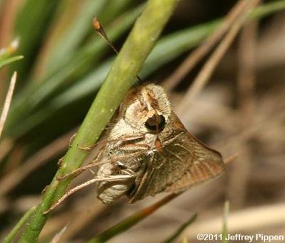 Obscure Skipper (Panoquina panoquinoides)