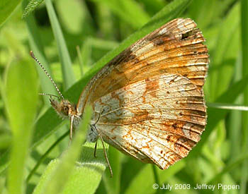 Pearl Crescent
