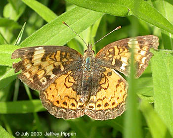 Pearl Crescent