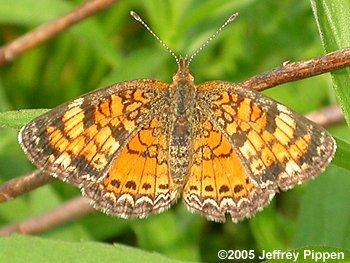 Pearl Crescent (Phyciodes tharos)