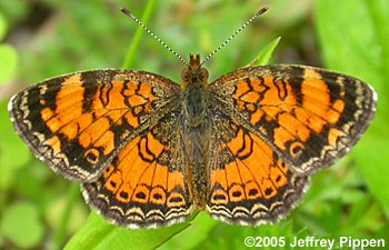 Pearl Crescent (Phyciodes tharos)