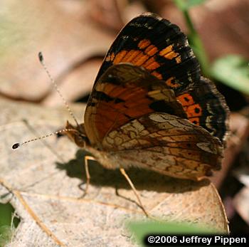 Pearl Crescent (Phyciodes tharos)