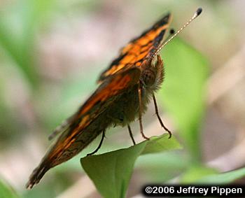 Pearl Crescent (Phyciodes tharos)