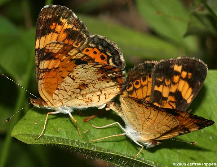 Pearl Crescent (Phyciodes tharos)