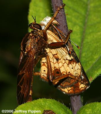 Robberfly eating a Pearl Crescent